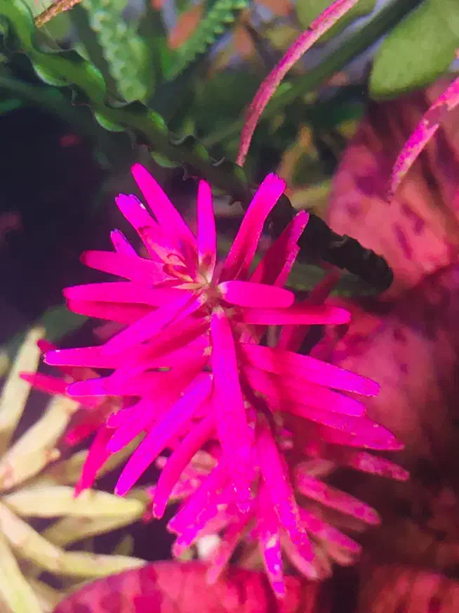 گیاه پلنت|ماهی|تهران, جوانمردان (اندیشه)|دیوار