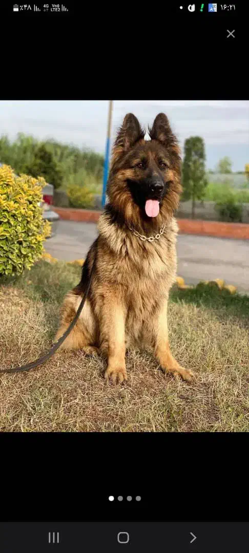 ژرمن اصیل شولاین|سگ|تبریز, |دیوار