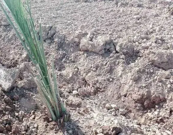 فسیل پاجوش مضافتی|گل و گیاه طبیعی|عنبرآباد, |دیوار