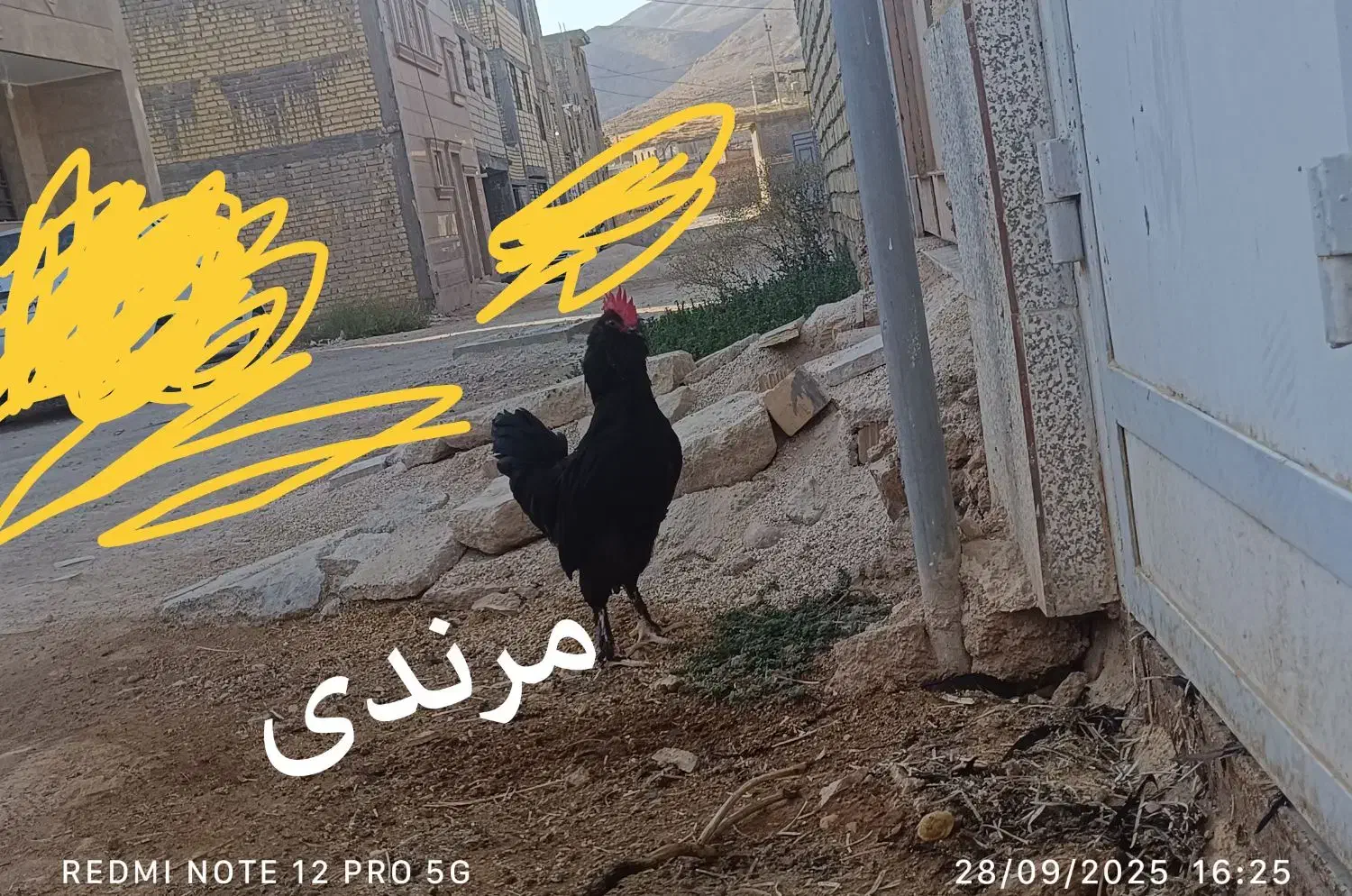 مرغ و خروس|حیوانات مزرعه|شیراز, کفترک|دیوار