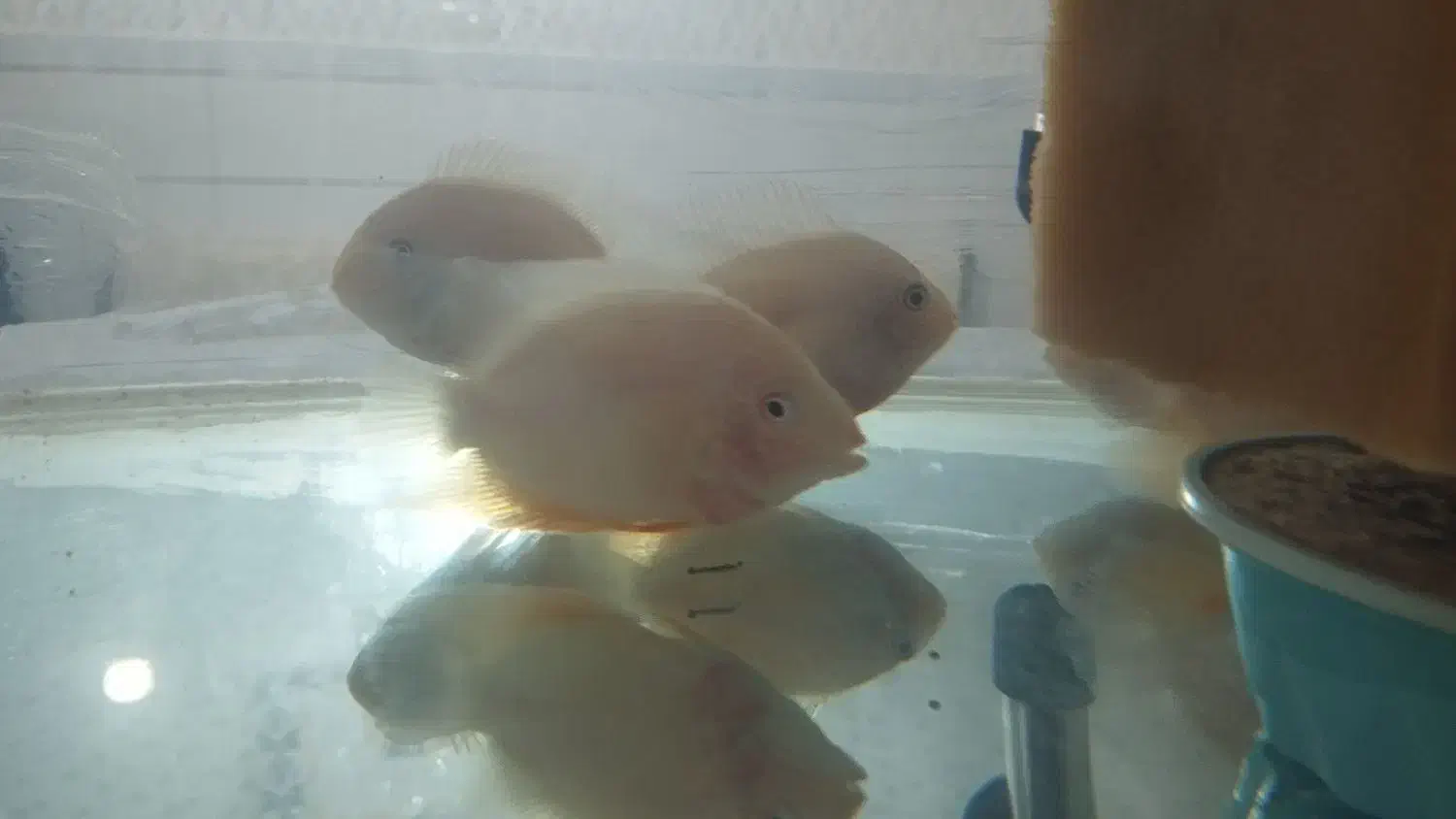 سورم|ماهی|زنجان, |دیوار