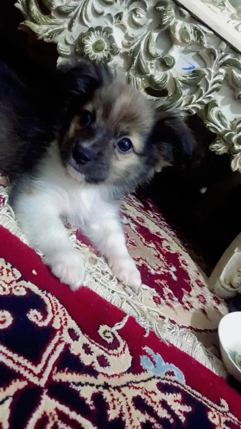 سگ گمشده|حیوانات|چابهار, |دیوار