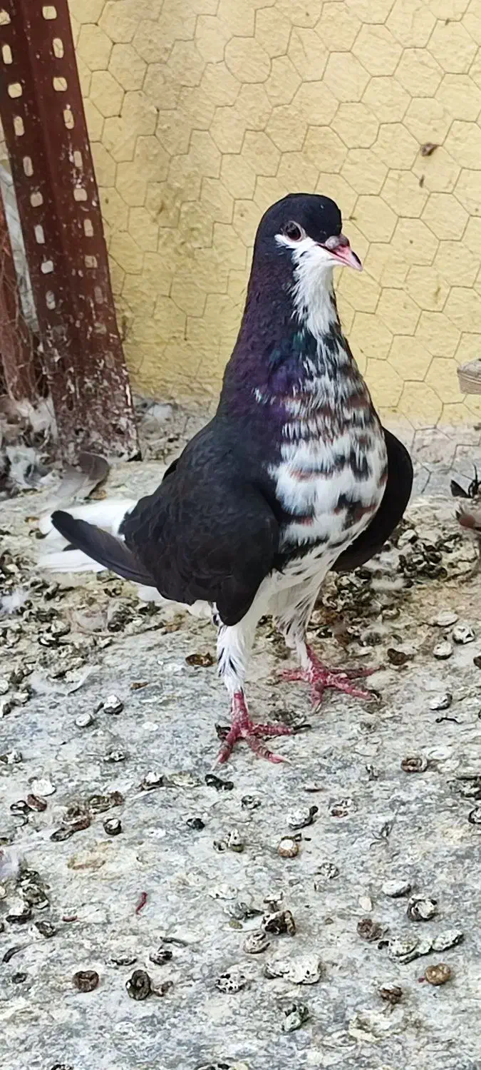 کفتر|پرنده|شیراز, کوشک میدان|دیوار