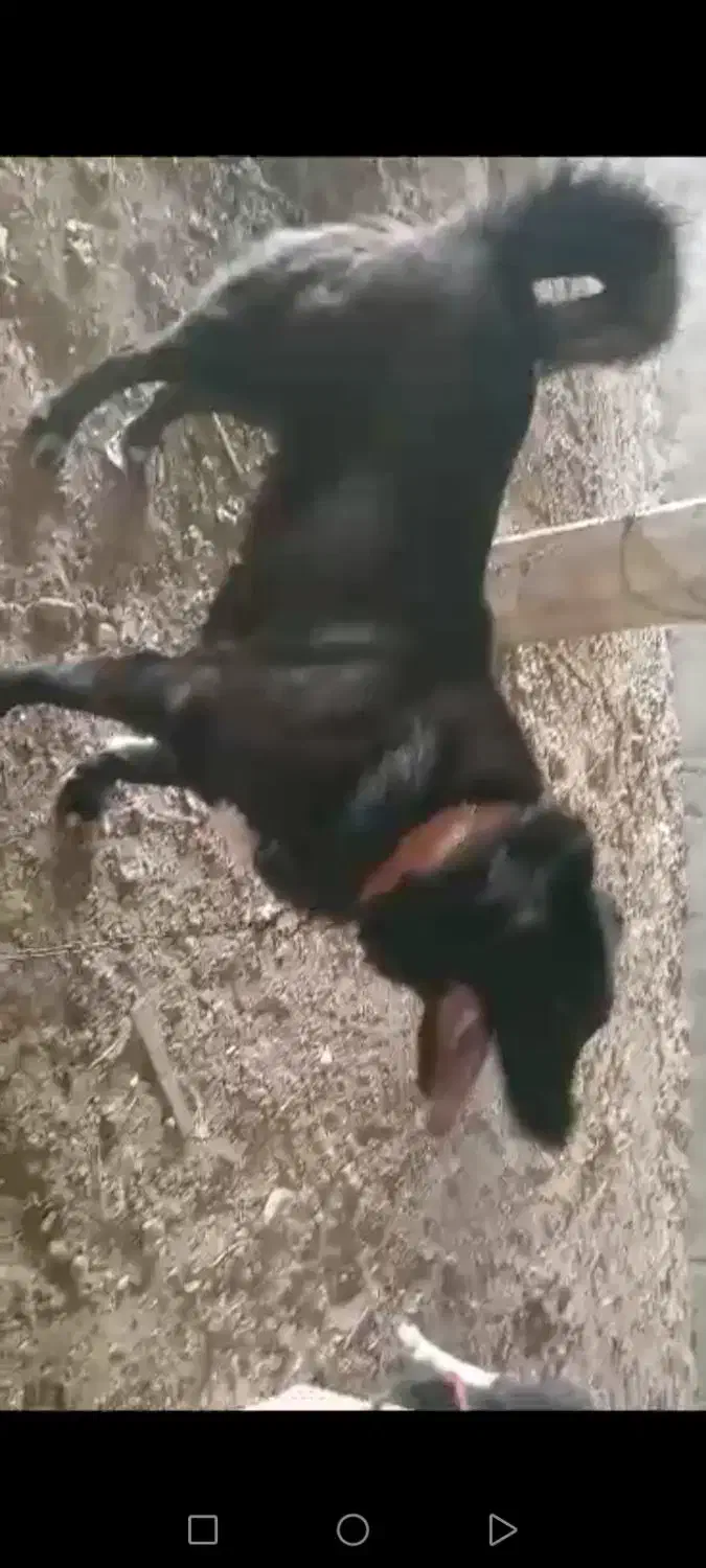 قدرجونی|سگ|نجفآباد, فاز ۳ شهرک آزادگان|دیوار