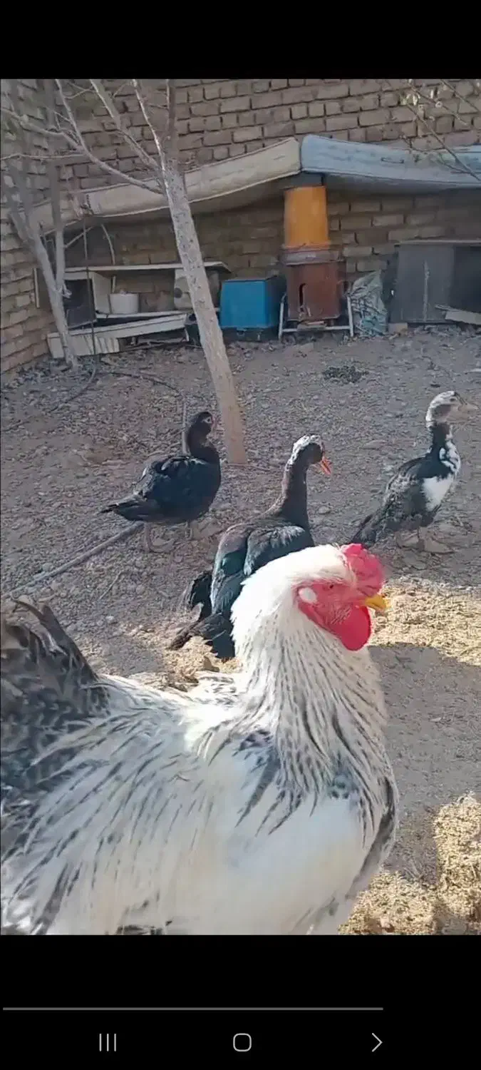 خروس برهمارومانی|حیوانات مزرعه|قم, سالاریه|دیوار