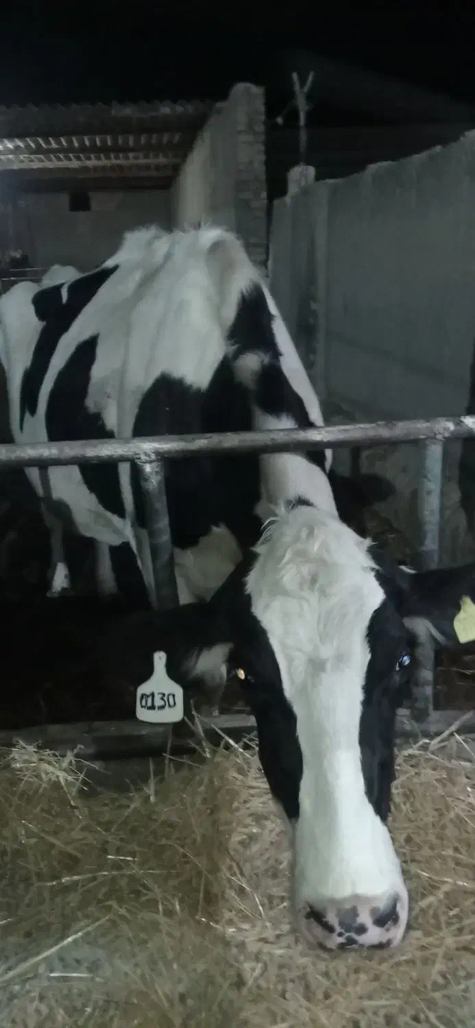 گاو شکم دو هلشتن|حیوانات مزرعه|کاشمر, |دیوار