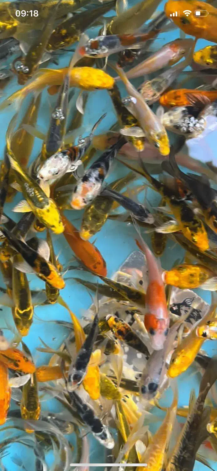 انواع گلدفیش کوی زینتی گرید A|ماهی|تهران, شهرک دانشگاه شریف|دیوار