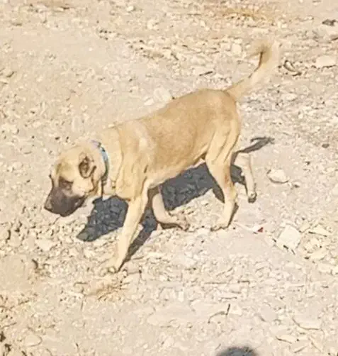 واگذاری سگ سرابی،عراقی|سگ|محمدشهر, محمدشهر|دیوار