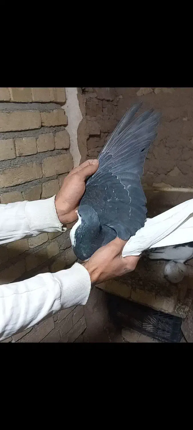 3 عدد کبوتر رنگی همگی آس همشون پرنده زنگ|پرنده|شال, |دیوار