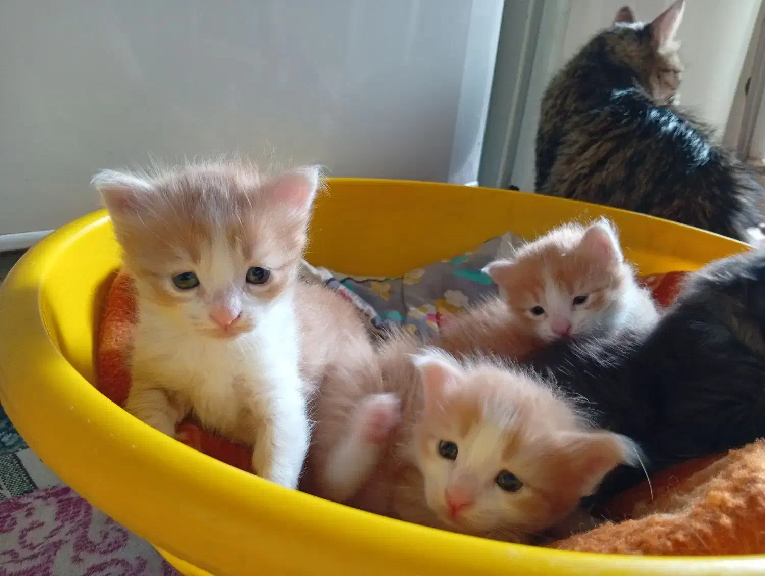 واگذاری|گربه|گرگان, |دیوار