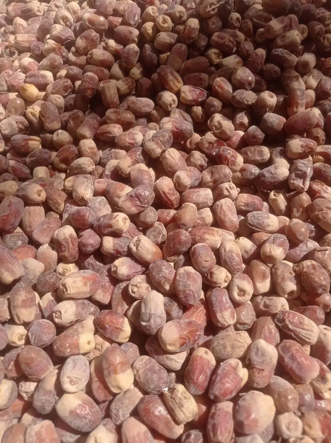 خرما درجه یک 2 تن|عمده‌فروشی|جالق, |دیوار