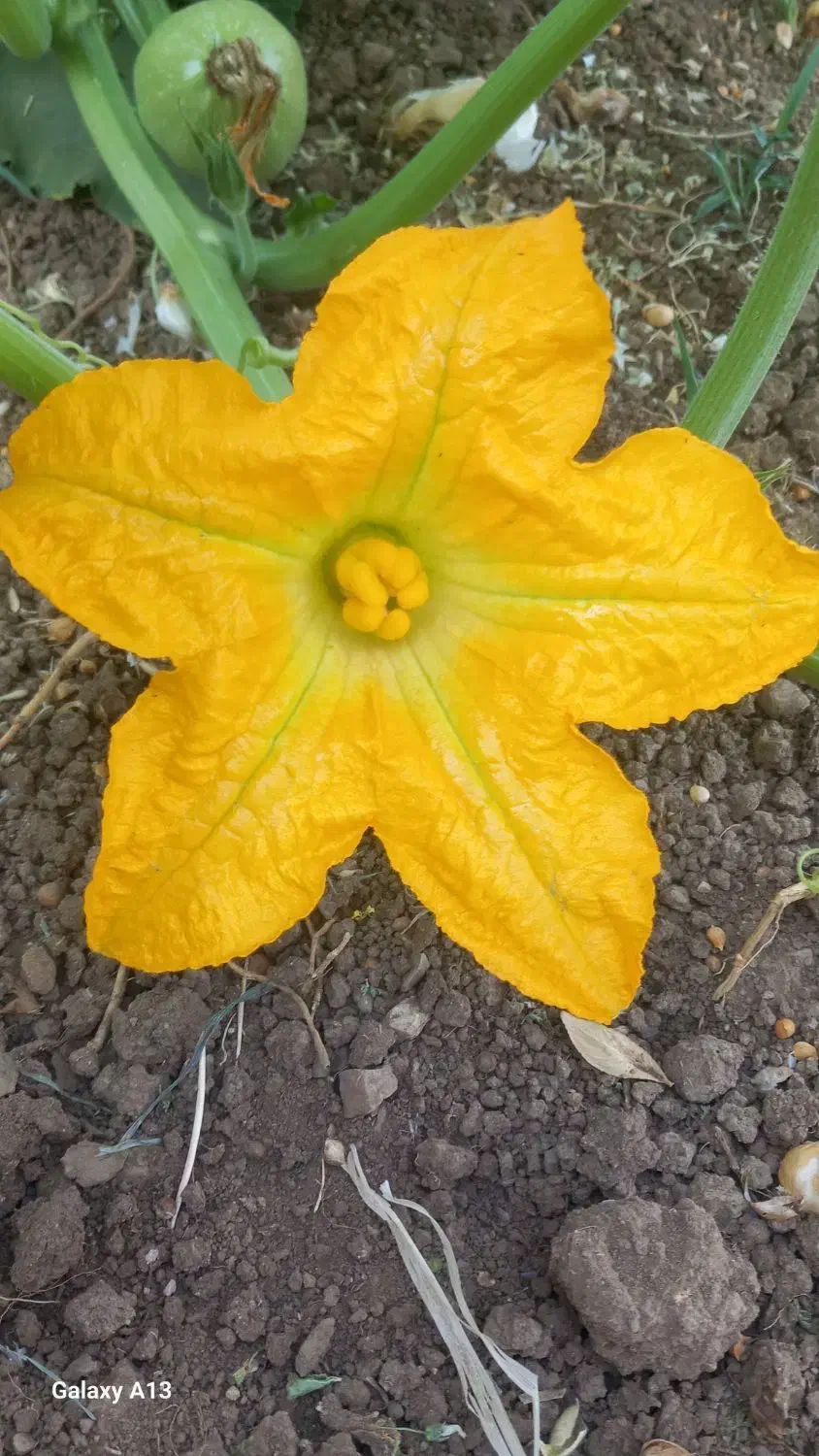 علف ماش|عمدهفروشی|بلبان آباد, |دیوار