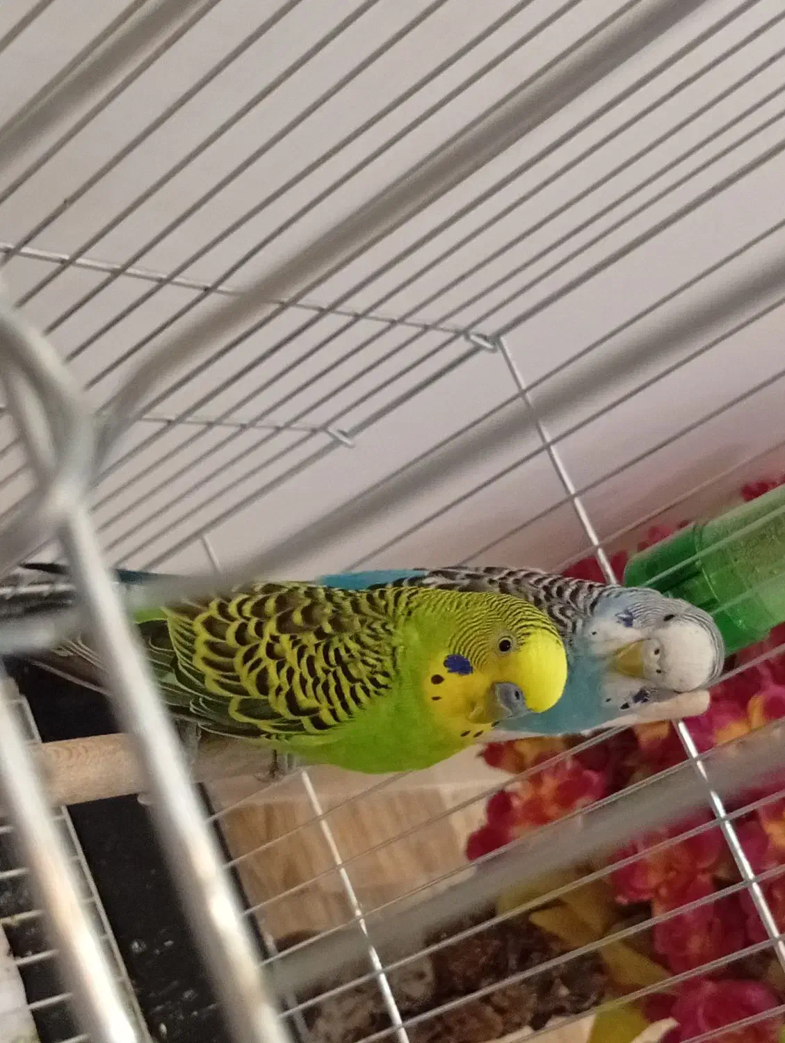 یک جفت مرغ عشق بالغ همراه با قفس و تمام وسایل|پرنده|ساوه, |دیوار