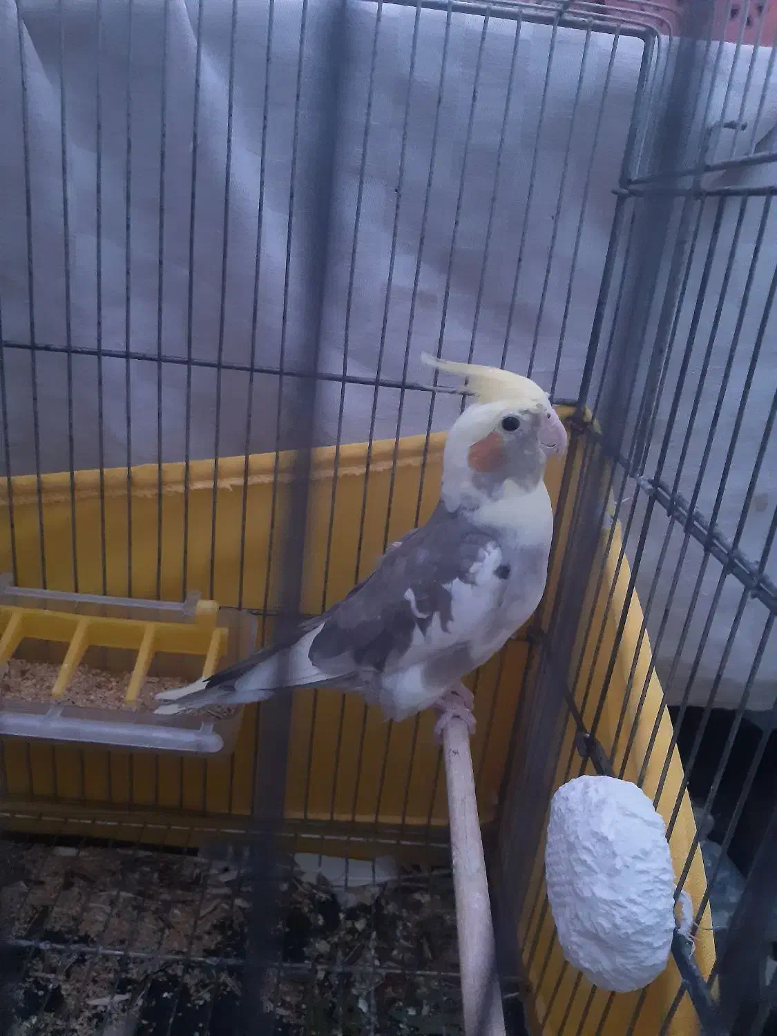 عروس هلندی|پرنده|وحیدیه, |دیوار