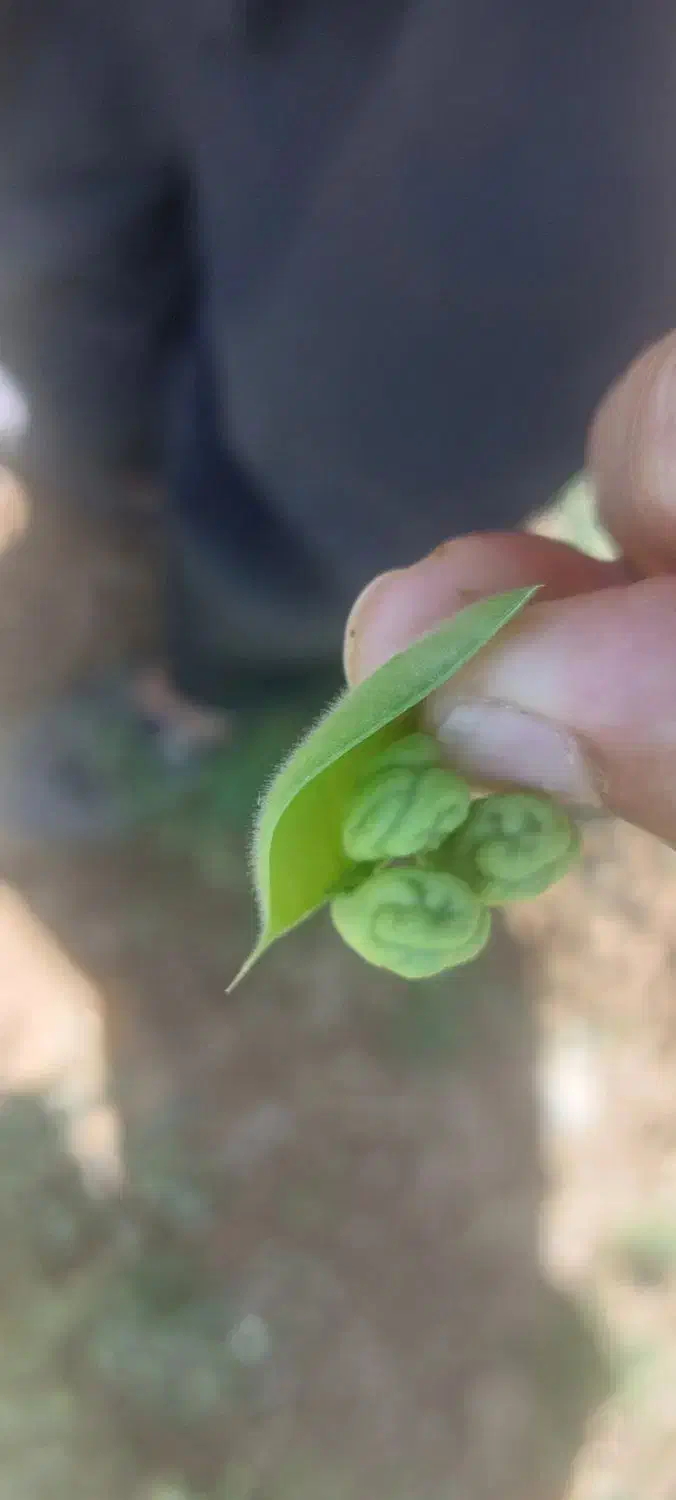 نخود مادری منصور|عمده‌فروشی|صحنه, |دیوار