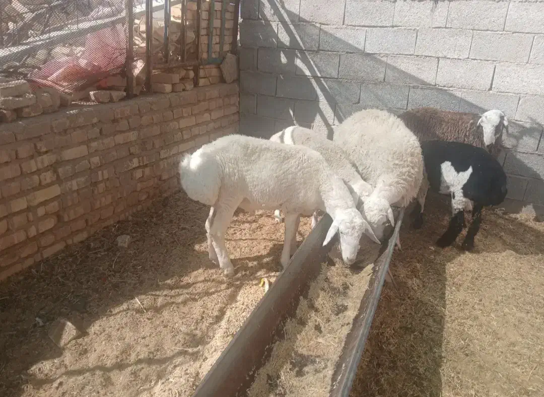 بره قوچی چینی سفید عروسک|حیوانات مزرعه|سیرجان, |دیوار