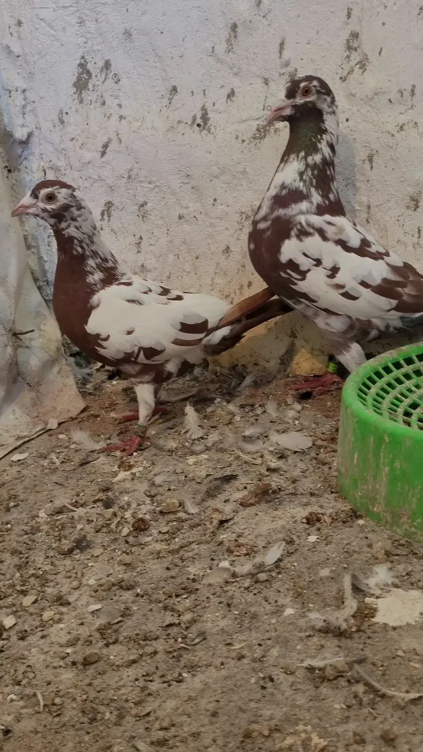 کبوتر|پرنده|شیراز, بازار|دیوار