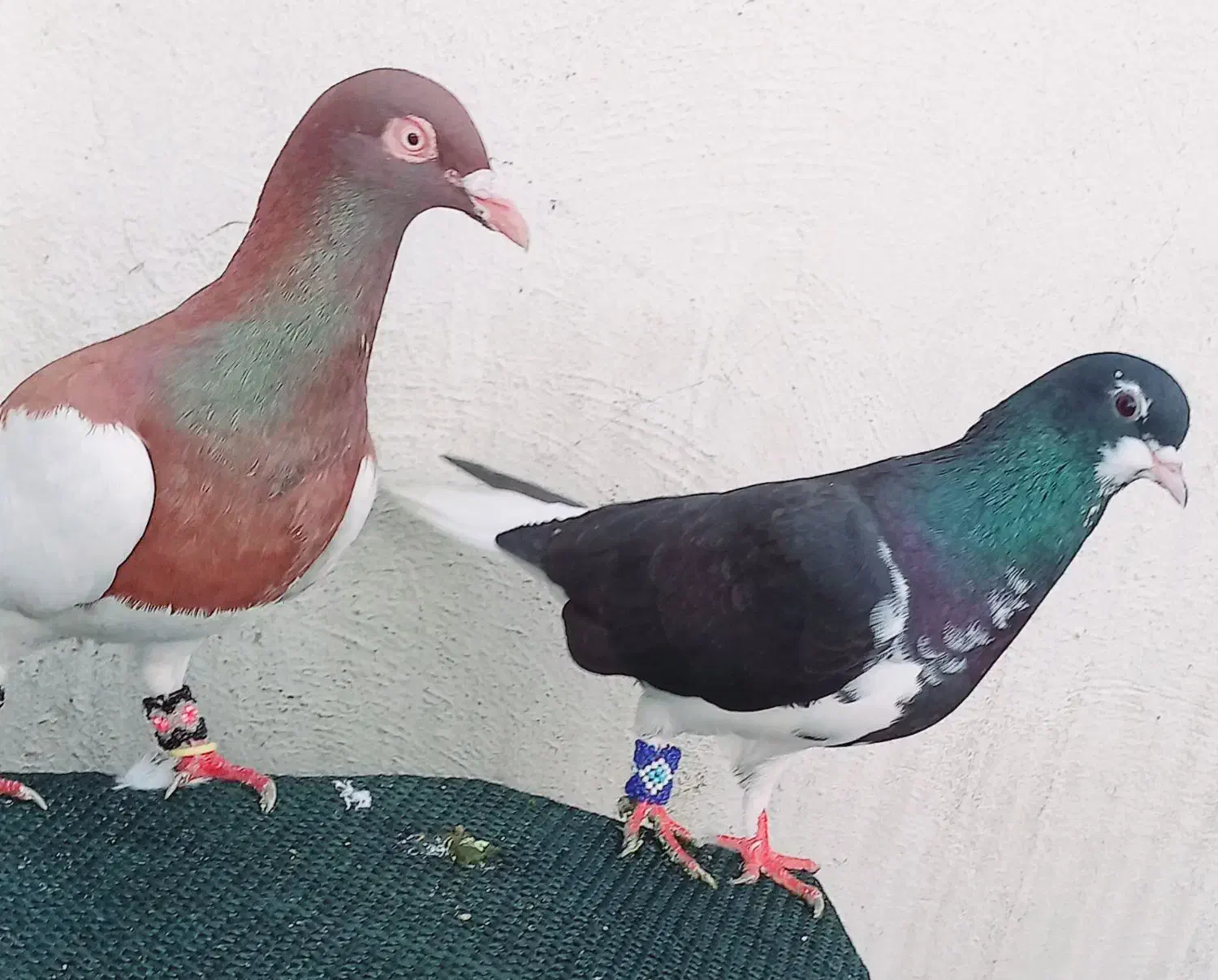 کفتر دس اولی|پرنده|شیراز, شهدای شهرک سعدی|دیوار