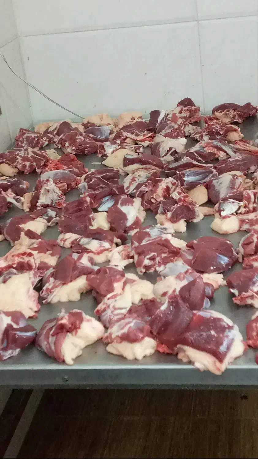 وزن حضور مشتری باسکول دقیق زیرنظربازراس|حیوانات مزرعه|مشهد, کشاورز|دیوار