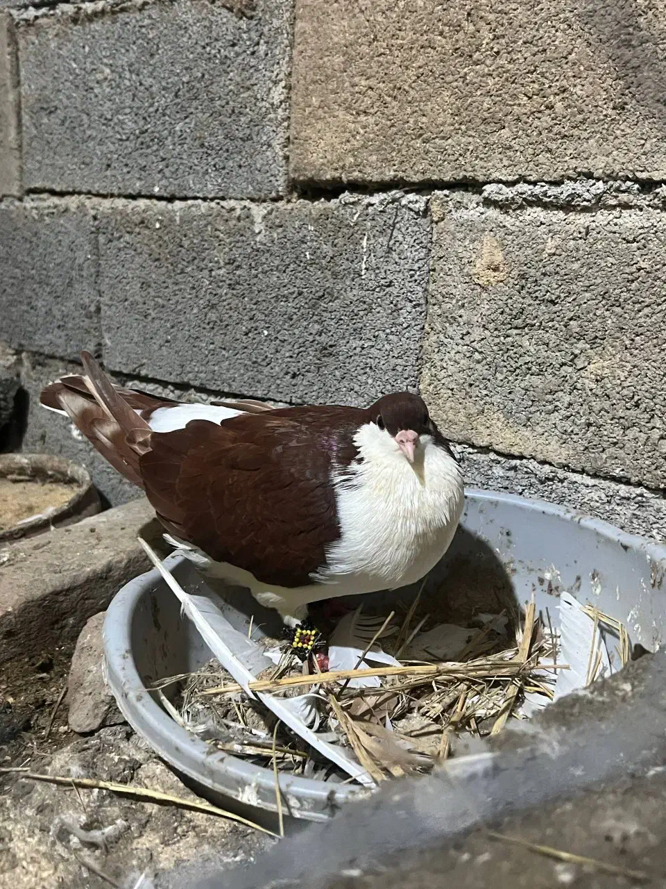 کبوتر ماده کاکل پشت سنگی|پرنده|آمل, |دیوار