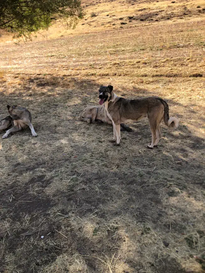 معاویضه ماده گنگال|سگ|مهاباد (آذربایجان غربی), |دیوار