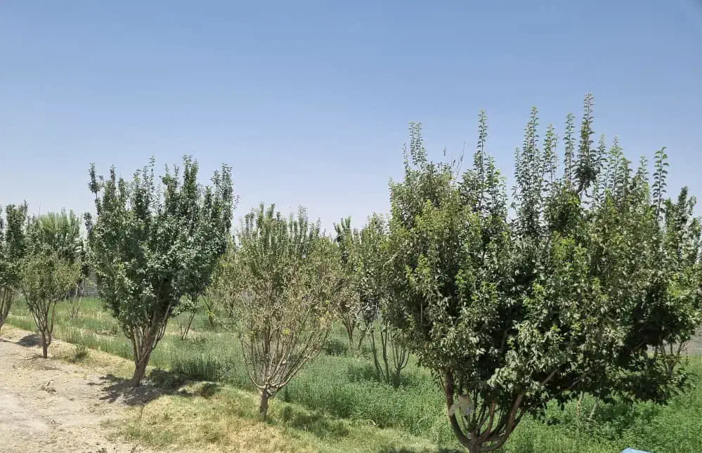 زمین در  / روران /کروه /ازیران/کلارتان|فروش زمین و ملک کلنگی|اصفهان, برازنده|دیوار