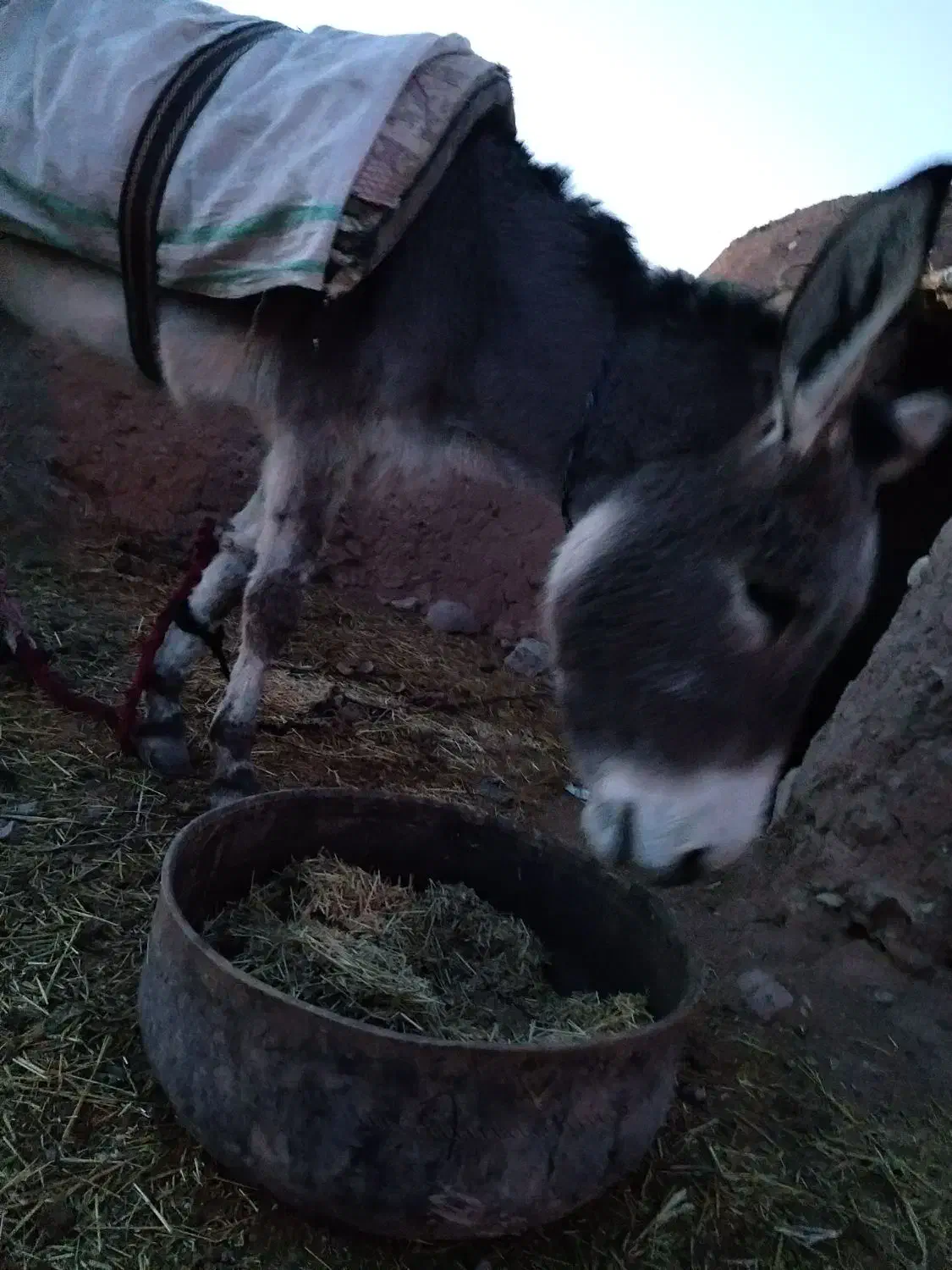 خر گله ای|حیوانات مزرعه|سده (خراسان جنوبی), |دیوار