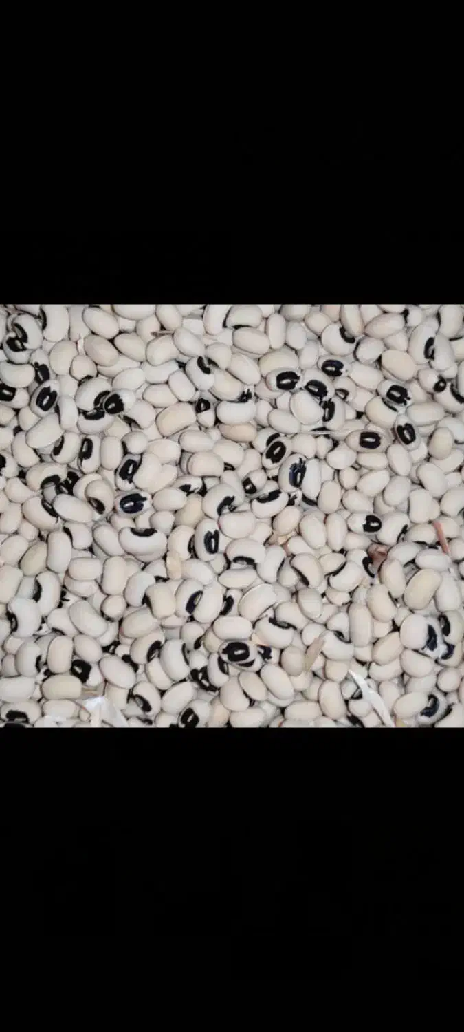 لوبیا چشم بلبلی چین امسال|خوردنی و آشامیدنی|کرخه, |دیوار