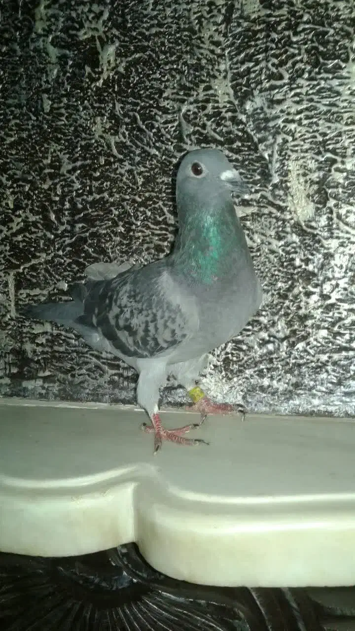 کفتر نر پلاکی قلدور|پرنده|گلبهار, شهر جدید گلبهار|دیوار