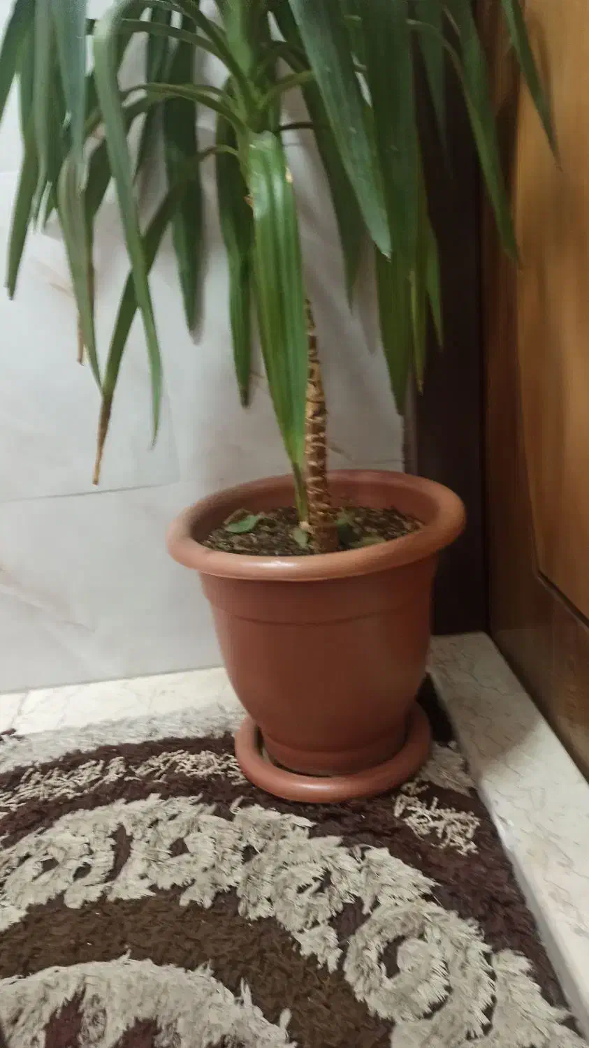 گل یوکا بزرگ و سرزنده همراه گلدان|گل و گیاه طبیعی|اصفهان, سرتاوه|دیوار