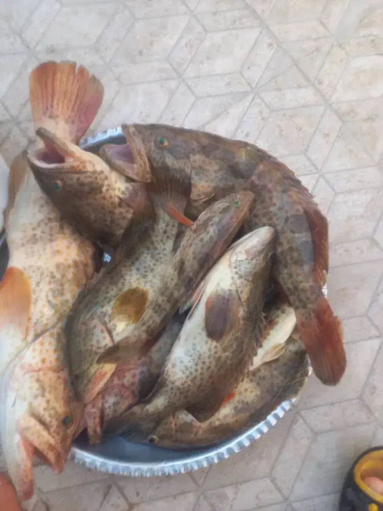 ماماهی  هامور(صید قلاب) کیلو۷۰۰۰۰۰|ماهی|برازجان, |دیوار