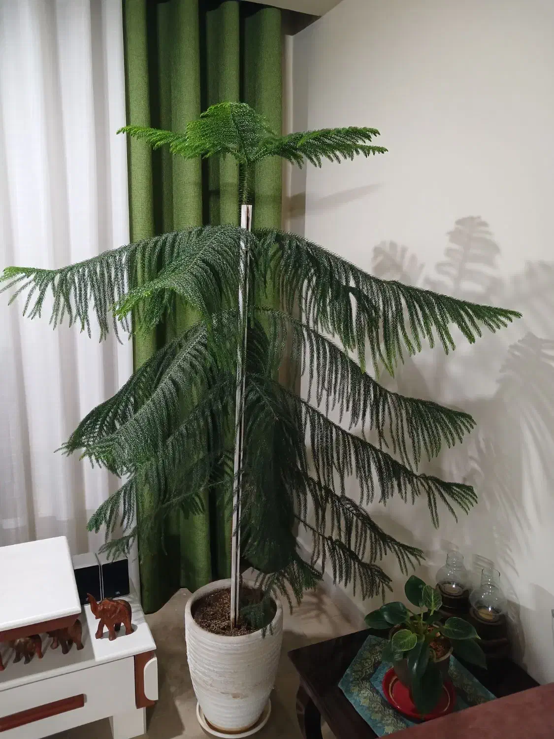 کاج مطبّق|گل و گیاه طبیعی|تهران, منیریه|دیوار