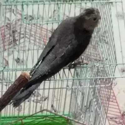 پرنده ی مناسب کودک|پرنده|مشکیندشت, |دیوار