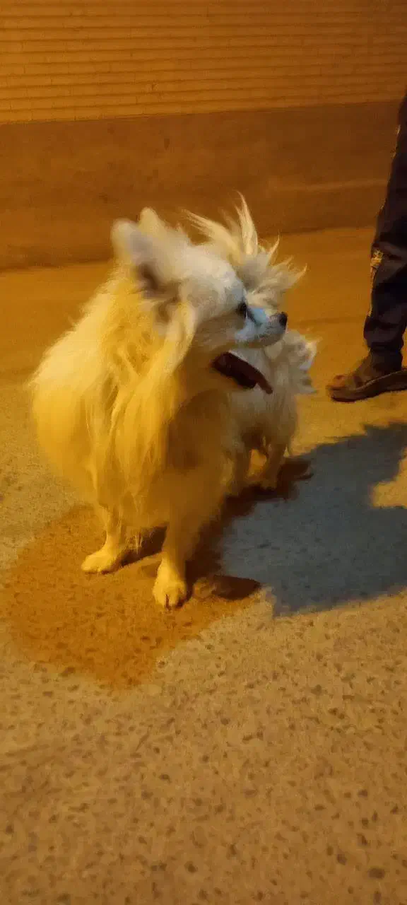 سگ اشپیتز|سگ|زارچ, |دیوار