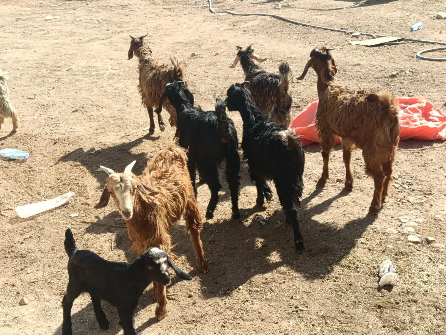 کهره ترکی|حیوانات مزرعه|شیراز, بید زرد|دیوار