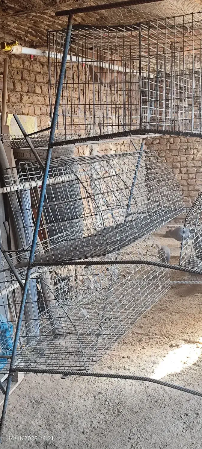 قفس مرغ منبری|لوازم جانبی حیوانات|تاکستان, |دیوار