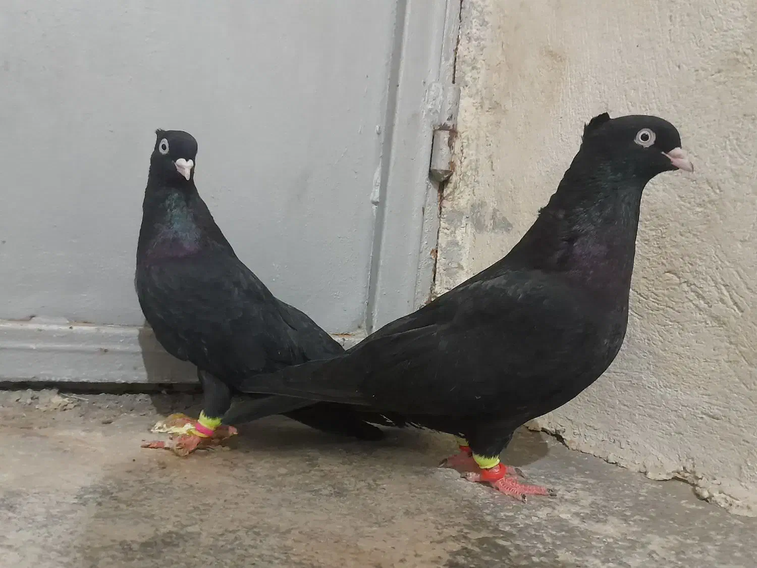 فروش یه جفت زاغ|پرنده|لامرد, |دیوار