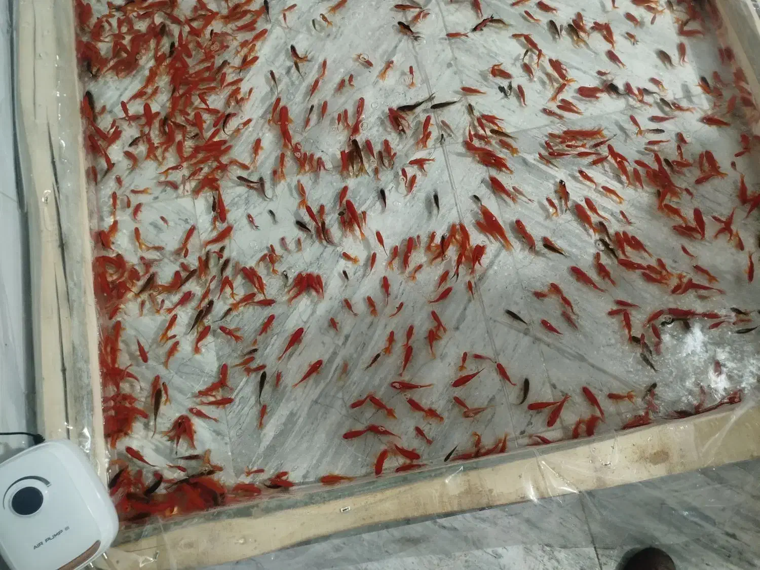 ماهی قرمز|ماهی|کیار, |دیوار