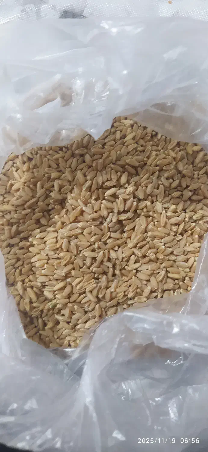 گندم دیم و آبی|عمده‌فروشی|فرمهین, |دیوار