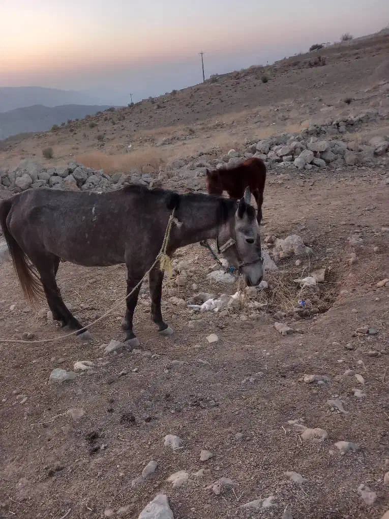 یک مادیون سه سال و یک گرده نریون هشت ماه|اسب و تجهیزات اسب‌سواری|کوهمره, |دیوار