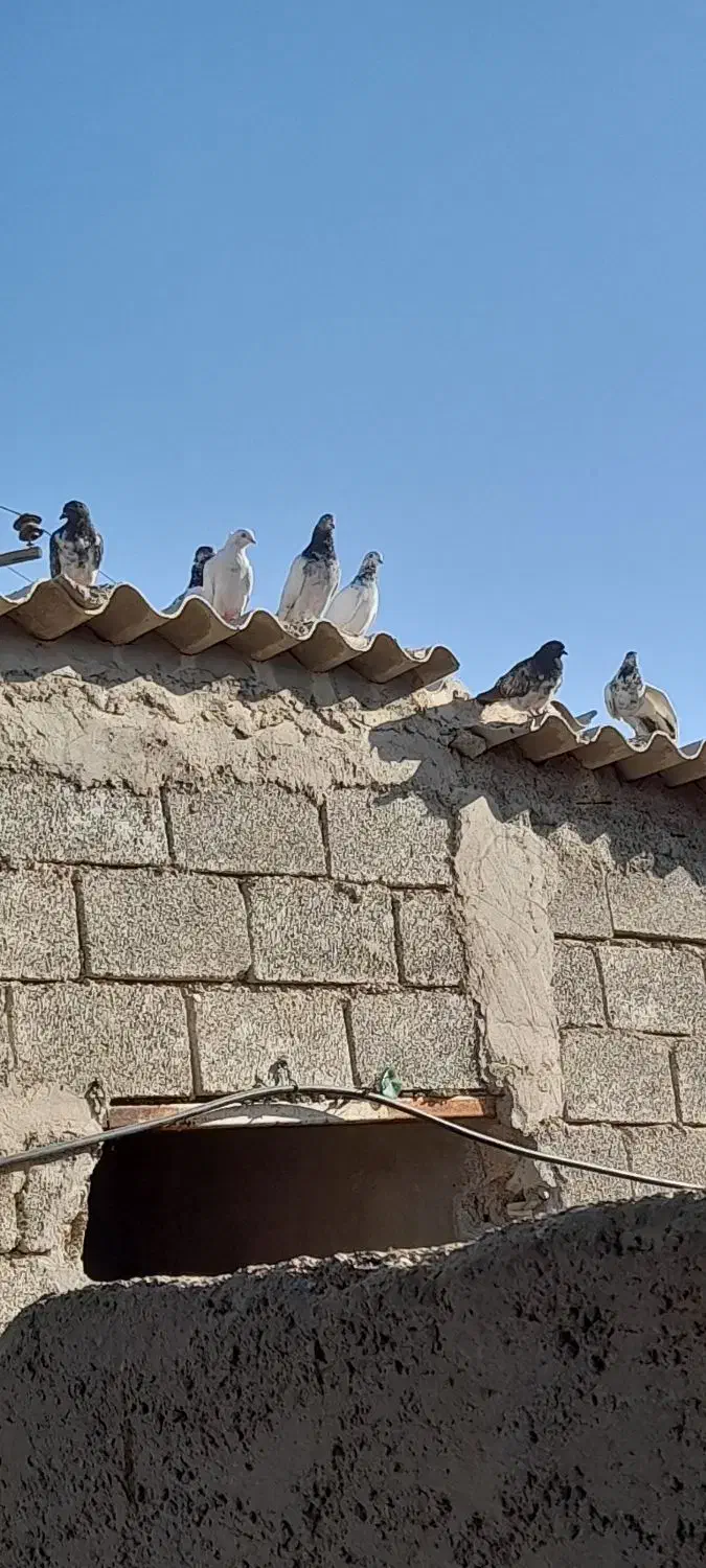 کبوتر شیخی دونه ۳۵۰تومان|پرنده|هندیجان, |دیوار