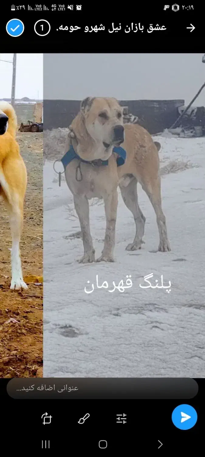 حیوان واسه گله|سگ|تایباد, |دیوار