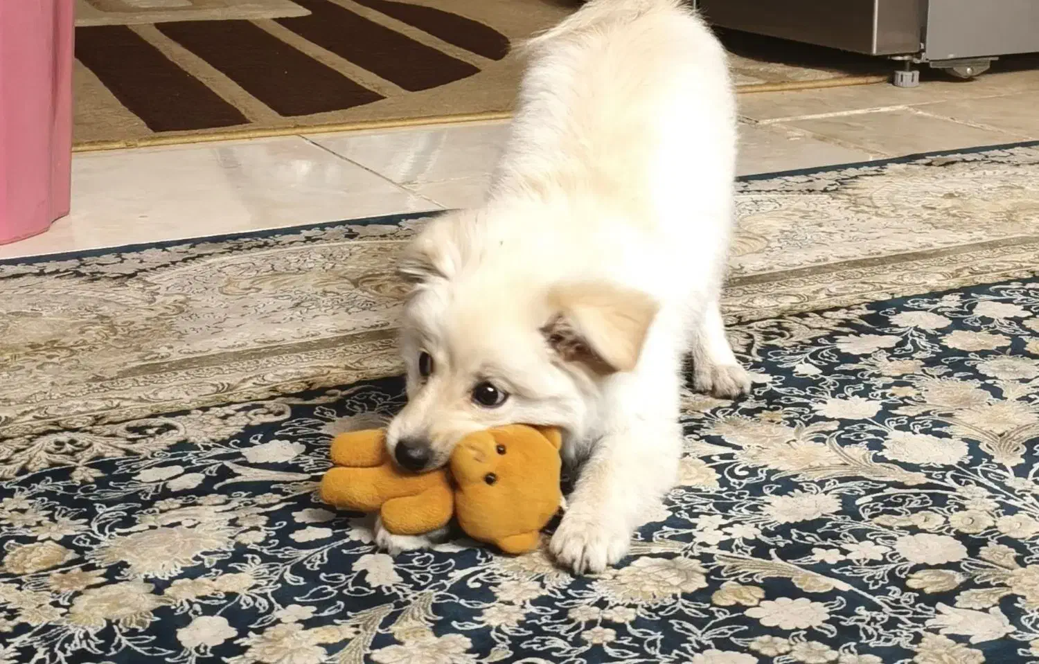 فروش سگ ۷ ماهه|سگ|پاکدشت, کبودگنبد|دیوار