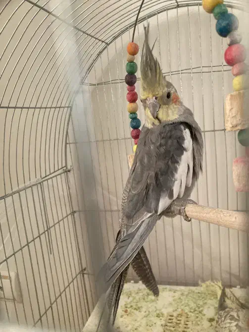 عروس هلندی|پرنده|کرج, کارخانه قند|دیوار