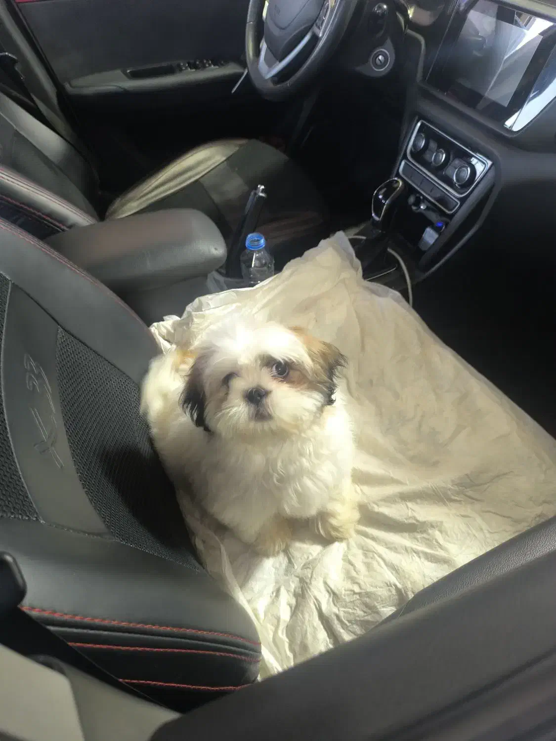 سگ شیتزو سوپر فلت|سگ|تهران, یاخجی آباد|دیوار