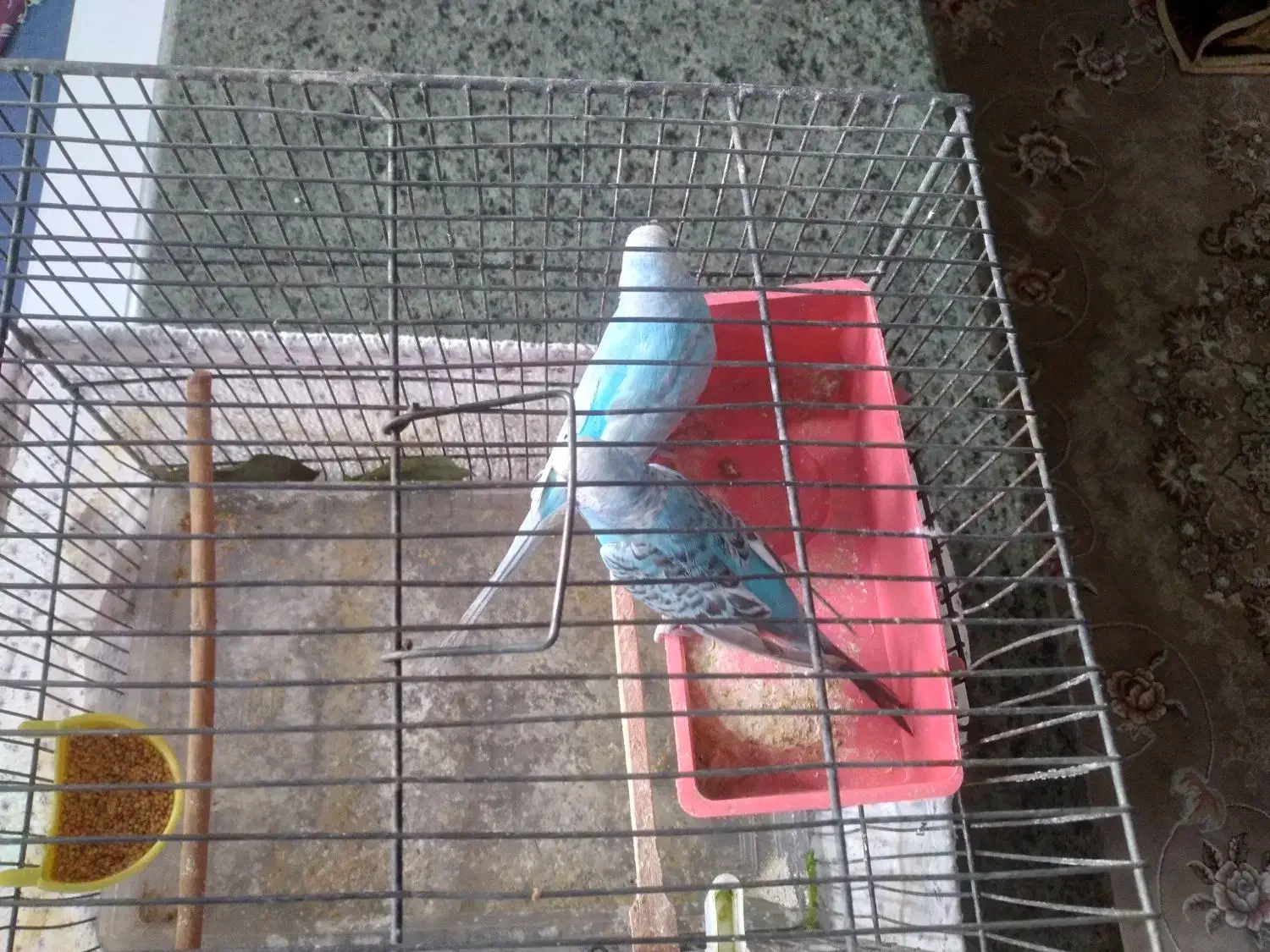 مرغ عشق جفت دوبارجوجه دادن|پرنده|تهران, اتابک|دیوار