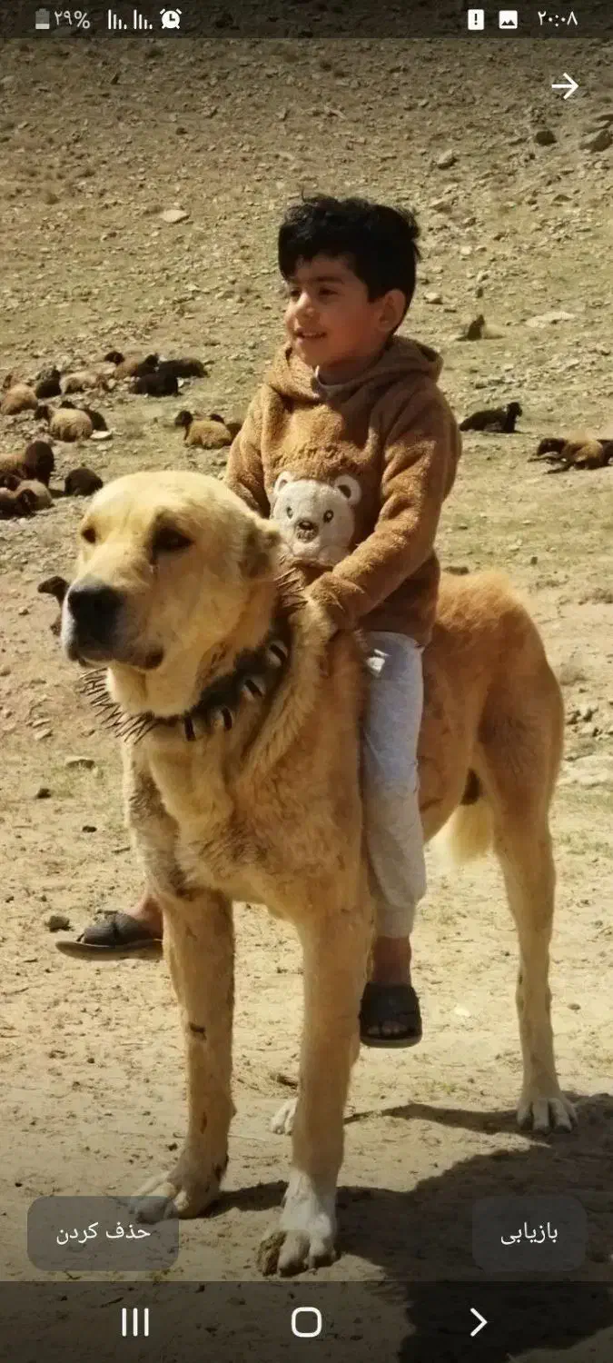 سلام دوستان|سگ|شیروان (خراسان), |دیوار