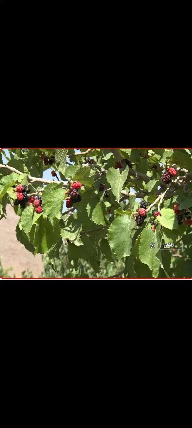 زمین مسکونی|فروش زمین و ملک کلنگی|برزک, |دیوار