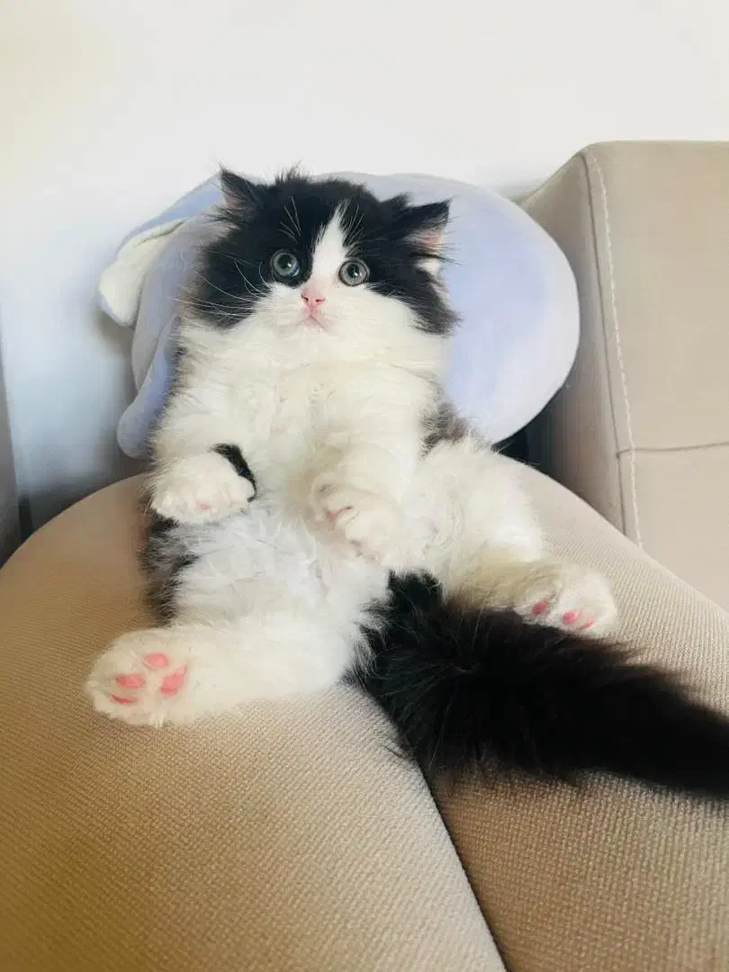 گربه|گربه|بانه, |دیوار