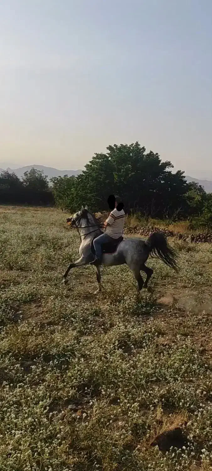 اسب کرد با شجره نوه کامران قدیری|اسب و تجهیزات اسب‌سواری|مشگین شهر, |دیوار